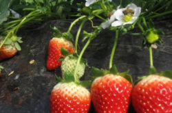 大棚草莓的收入及支出