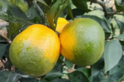 柑橘黄龙病红黑胶囊能治疗吗