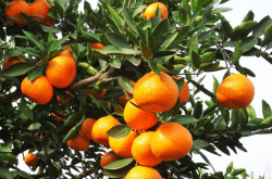 柑橘溃疡病发病症状