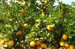 柑橘黄龙病新叶表现