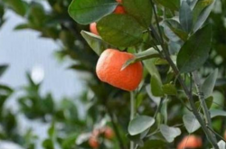 柑橘疮痂病如何防治