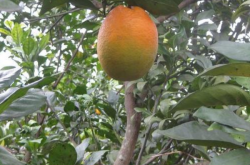 柑橘黄龙病检测方法
