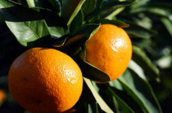 现在种植柑橘有哪些好品种