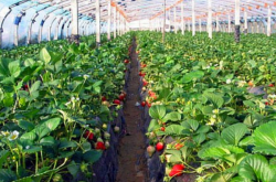 大棚草莓种植距离