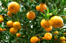 柑橘树冲施肥的使用方法
