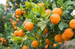 种植柑橘的发展前景