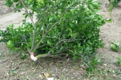 柑橘树黄龙病怎样砍树？