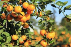 柑橘种植管理投入有哪些