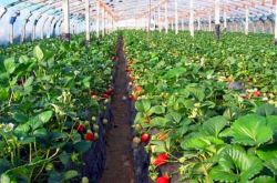暖棚种植草莓的成本和利润
