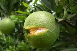柑橘日灼病防治方法