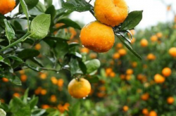 柑橘11月份种植管理