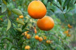 柑橘黄龙病能治好吗
