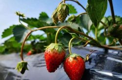 种植草莓的气候条件
