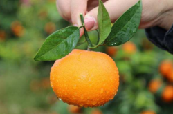 中国柑橘的种植面积统计
