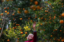 什么地方适合种植柑橘林？
