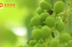 北京大兴葡萄种植基地图片