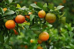 柑橘树种植管理技术