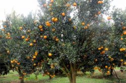 春见柑橘种植前景怎么样？