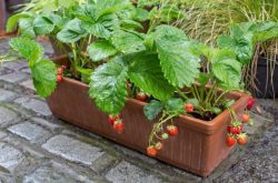 花盆种草莓如何施肥？