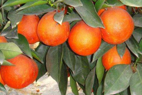 血橙和红肉脐橙区别 农业技术 天天学农