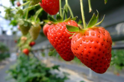 红珍珠草莓种植法