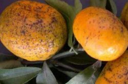 柑橘沙皮病治疗方案有哪些