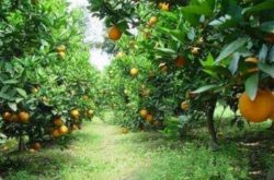 美国柑橘种植技术有哪些呢
