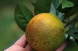 柑橘沙皮病特效药