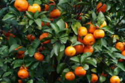砂糖橘上市季节是什么时候？