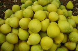 沙田柚保存方法是怎样的？