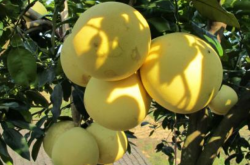 蜜柚种植技术要注意什么？