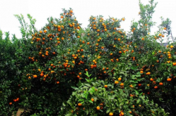 柑橘园现代化种植技术要注意什么？