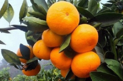 柑橘得了苍痂病还能治好吗
