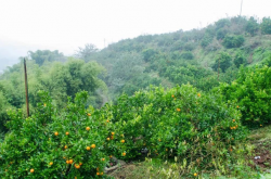 丘陵地区种植柑橘优势有哪些？