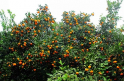 应该如何做才能促进柑橘膨果？