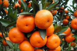 什么地方适合种植柑橘
