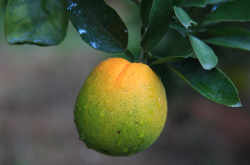 柑橘黄龙病的病状的特点