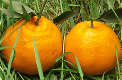 藏柑橘的种植技术