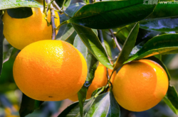 柑橘树冬天施不施肥