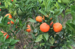 柑橘脱毒苗培育技术