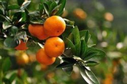 柑橘嫩叶如何维护