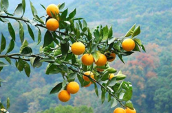 成年柑橘施肥量