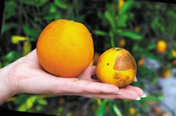 柑橘病果的治疗