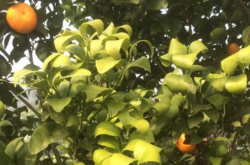 柑橘卷叶病防治方法
