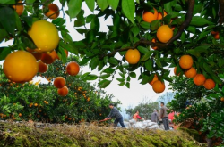 选择柑橘种植地势要注意什么？