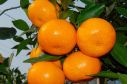 柑橘促梢应该如何去做？