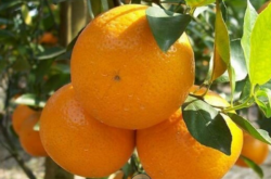 春见粑粑干柑橘剪枝技术