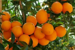 脐橙有多少品种？