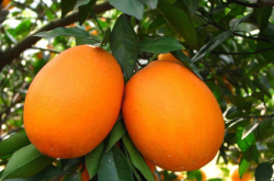 脐橙新品种有什么？