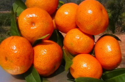 南阳盆地种植柑橘的影响